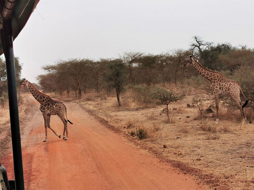 Vasco Da Gama: Giraffen im Bandia-Naturreservat im Senegal