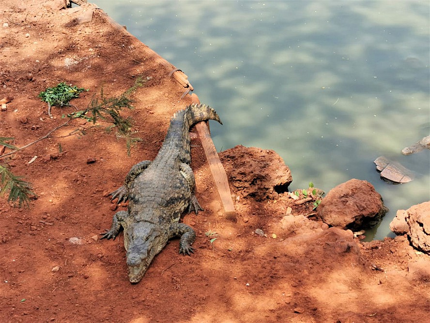 Vasco Da Gama: Krokodil im Bandia-Naturreservat im Senegal