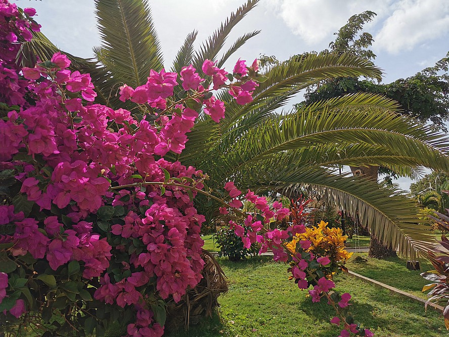 Vasco Da Gama: Prächtige Blüten und Palmen im Park von Praia auf Santiago