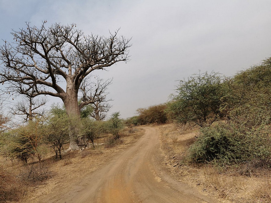 Vasco Da Gama: riesige Affenbrotbäume und Savanne im Bandia-Naturreservat im Senegal