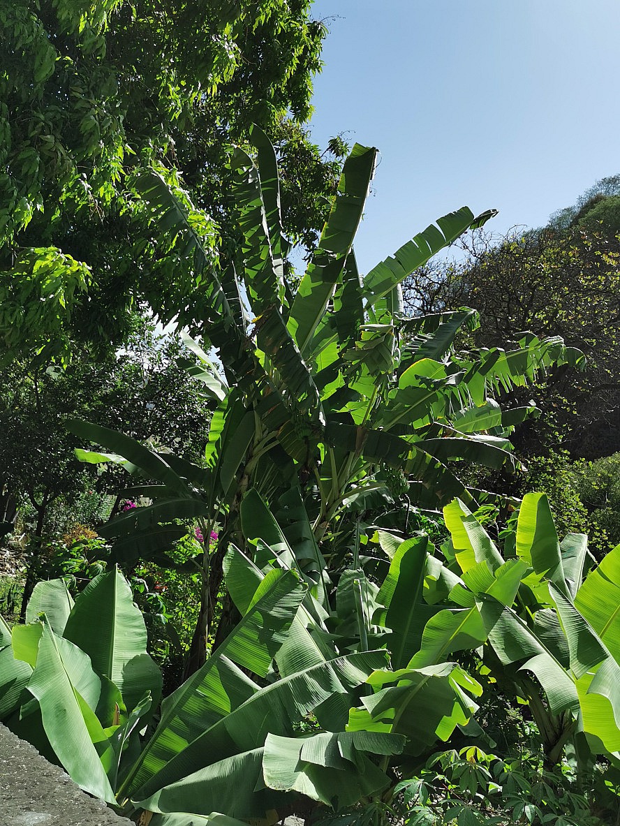 Vasco Da Gama: Sensationelle Bananenstauden mit riesigen Blättern im Municipal Paul auf Santo Antão