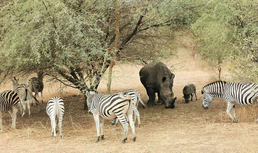 Vasco Da Gama: Zebras, Breitmaul-Nashorn und Warzenschwein im Bandia-Naturreservat im Senegal