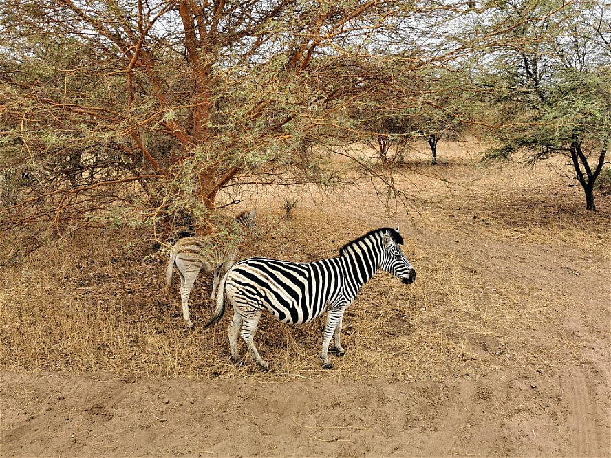 Vasco Da Gama: Zwei Zebras im Bandia-Naturreservat im Senegal