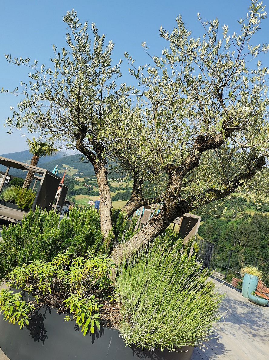 STROBLHOF Resort: Olivenbaum-, Salbei-, Rosmarin- und Lavendeltopf auf dem Wellnessdachgarten