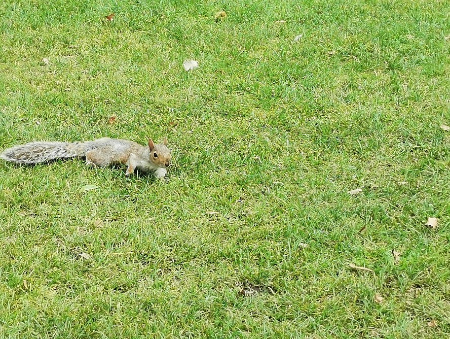 VASCO DA GAMA: Die Squirrels in Londons Carlton Gardens sind sehr zutraulich