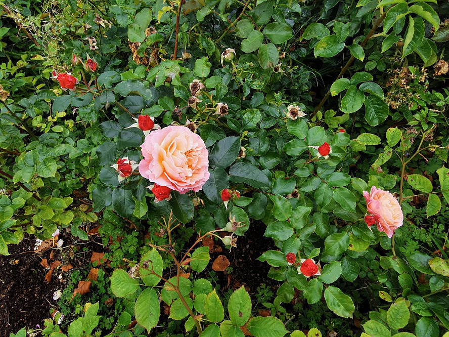 VASCO DA GAMA: prächtige Rosen in Aberdeens Union Terrace Gardens