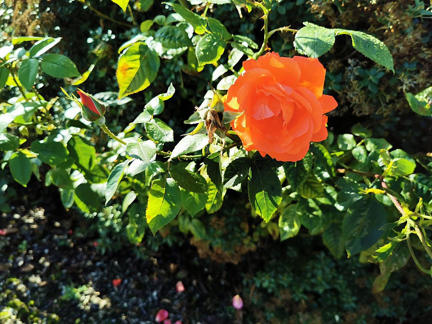 VASCO DA GAMA: Rosen im Sonnenschein in Invergordon