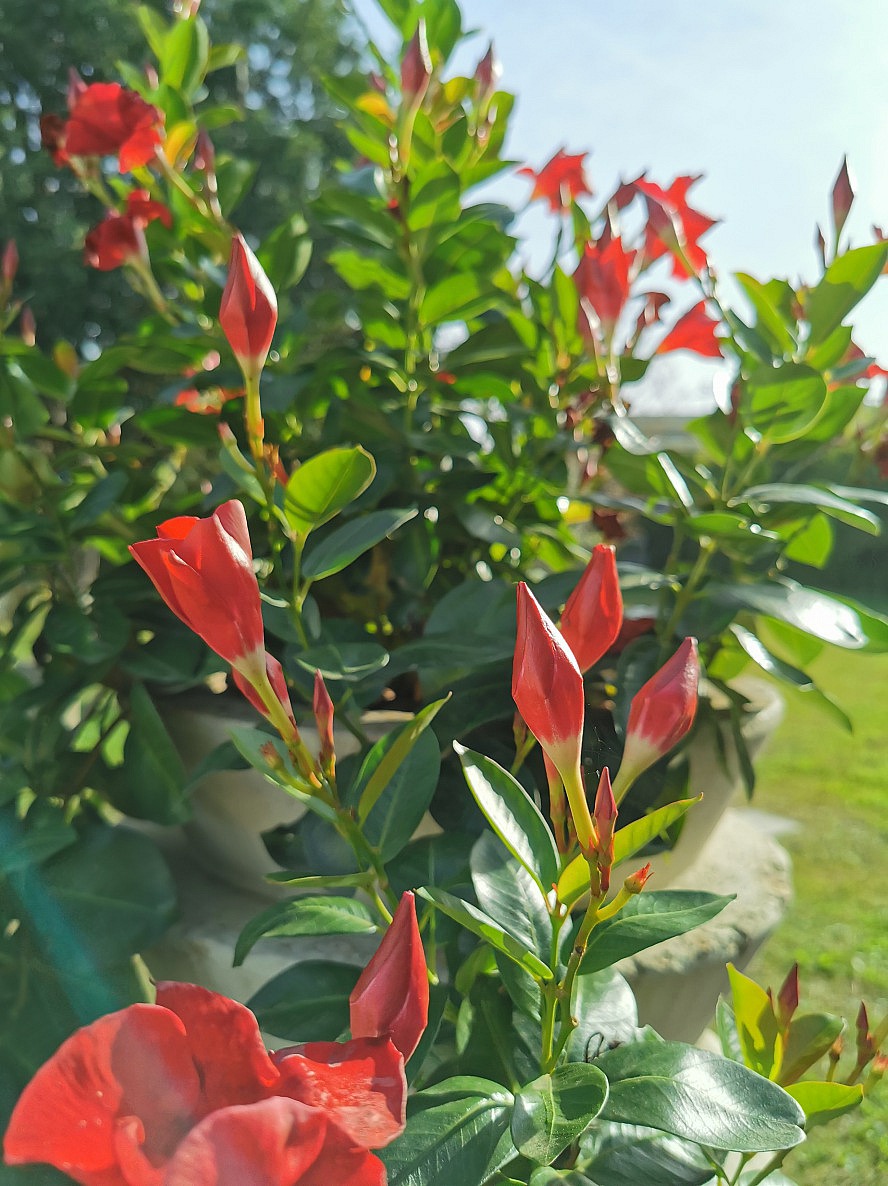 Ariston Molino Abano: Sonnenschein und aufgehende Oleander-Blüten ende November