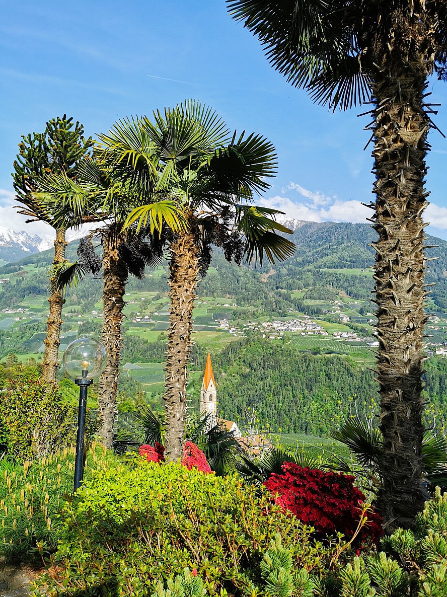 Hotel Sonnenhof: Palmen, Azaleen in strahlend leuchtenden Farben und blauer Himmel