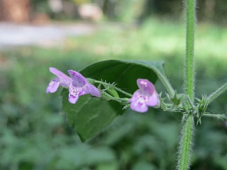 Steinquendel - Calamintha menthifolia