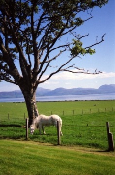 Idylle in Schottland | Haus- und Nutztiere » Pferde | Dr. Stephan Barth / pixelio