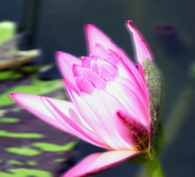 Lotusblüte | Blätter & Blumen » Seerosen | Ulla Trampert / pixelio