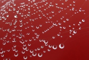 Der Regen zaubert Spinnweben zu Diamantennetzen | Tiere » Insekten & Spinnentiere | Domino / pixelio
