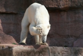 Eisbär mit Kopfschmerzen | Wildtiere » Raubtiere | Stefan Veitenhansl / pixelio