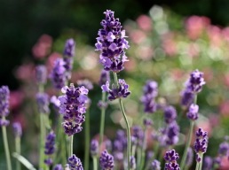 Hochsaison für Lavendel | Landschaft & Natur » Blätter & Blumen | Susanne Schmich / pixelio