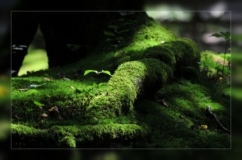 licht und schatten  ... | Landschaft & Natur » Bäume | Dieter / pixelio