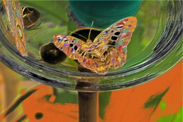 Schmetterlinge | Kunst & Kultur » Fotokunst | roberta M. / pixelio