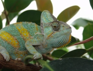 chameleon | Tiere » Reptilien | Sebastian Karkus / pixelio