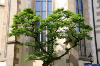 Baum Glaube Kirche | Kunst & Kultur » Glaube & Religion | Rainer Sturm / pixelio