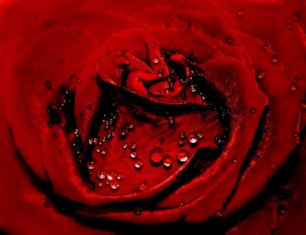 Rote Rose | Kunst & Kultur » Fotokunst | creation82 / pixelio