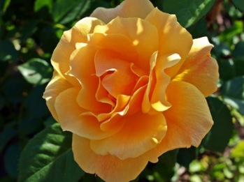 Gelbe Rose | Blätter & Blumen » Rosen | Luise / pixelio