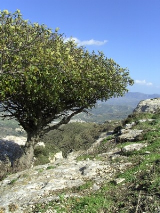 Olivenbaum/Kreta | Landschaft & Natur » Bäume | korkey / pixelio