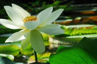 Lotus | Blätter & Blumen » Seerosen | Kunstart.net / pixelio