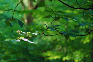 leuchtende Baumblüte im Wald | Landschaft & Natur | TiM Caspary / pixelio