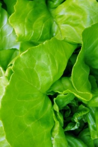 Salat | Essen & Trinken » Gemüse | Ute Gräske / pixelio