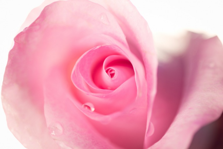 bulgarisches Rosenöl -  wie eine liebevolle Umarmung - Pink Rose