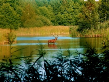 Hirsch im Teich | Säugetiere » Wildtiere | Peter Sommerfeld ( Newbie ) / pixelio