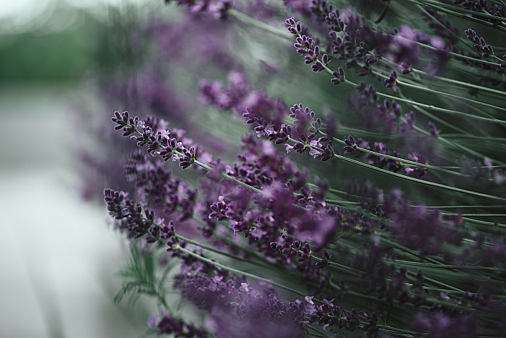 Lavendel - Heilpflanzen helfen bei Bluthochdruck