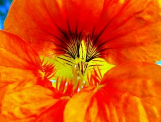 Kapuzinerkresse | Landschaft & Natur » Blätter & Blumen | remmerix / pixelio