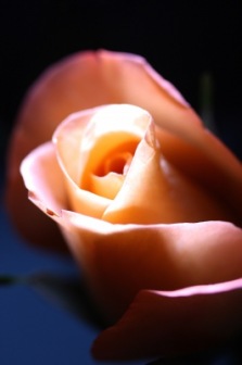 Mit Symbolen behaftet - die Rosen... | Blätter & Blumen » Rosen | Maren Beßler / pixelio