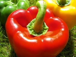 Frische Paprika | Essen & Trinken » Gemüse | Lilo Kapp / pixelio