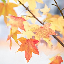 Musikalischer Herbstzauber: Unsere Lieblingssongs für die schönste Jahreszeit