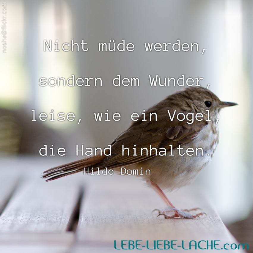 Spruchkarte mit Zitat: Nicht müde werden, sondern dem Wunder, leise, wie  ein Vogel, die Hand | Lebe-Liebe-Lache.com